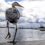 Dünyanın Kuşları