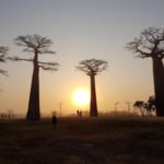 Kendi Halinde Farklı Bir Dünya: Madagaskar Adası