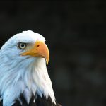 KARTAL